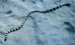 Image of Slender-necked Seasnake