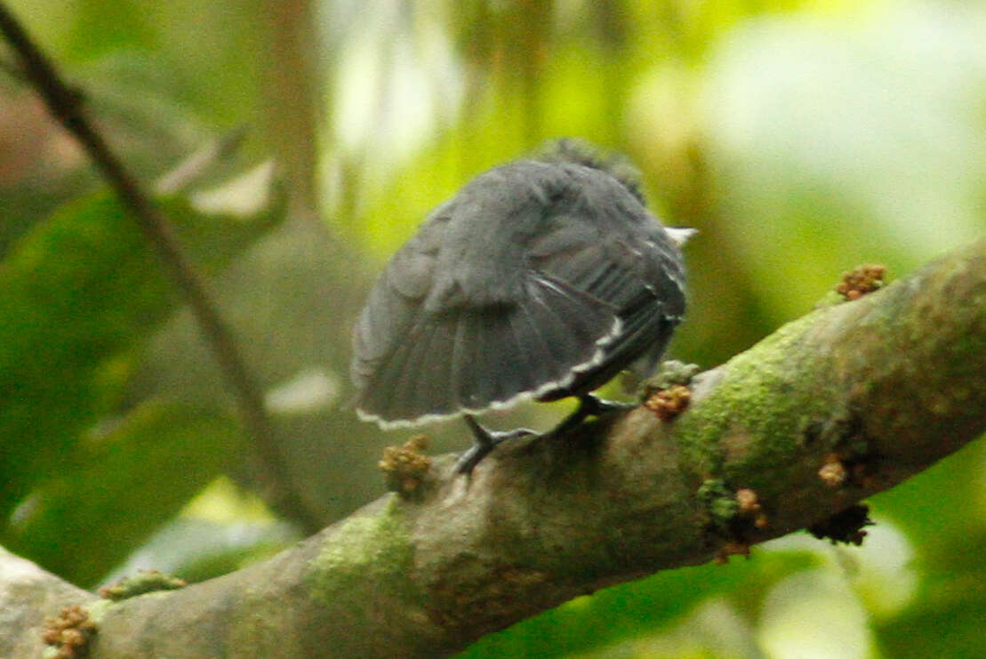 Image of Long-winged Antwren