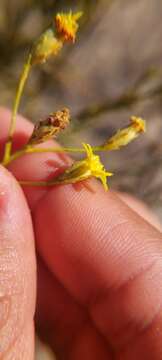 Image of Gutierrezia resinosa (Hook. & Arn.) Blake