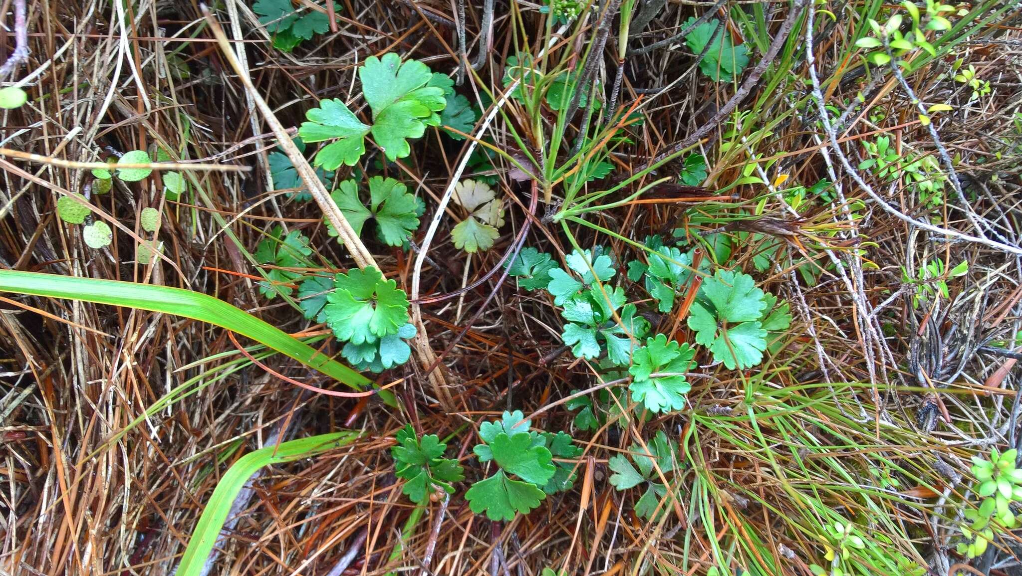 Image of Azorella roughii Kirk