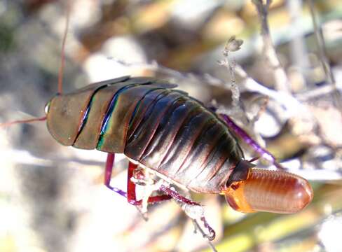 Image of Polyzosteria fulgens Mackerras 1965