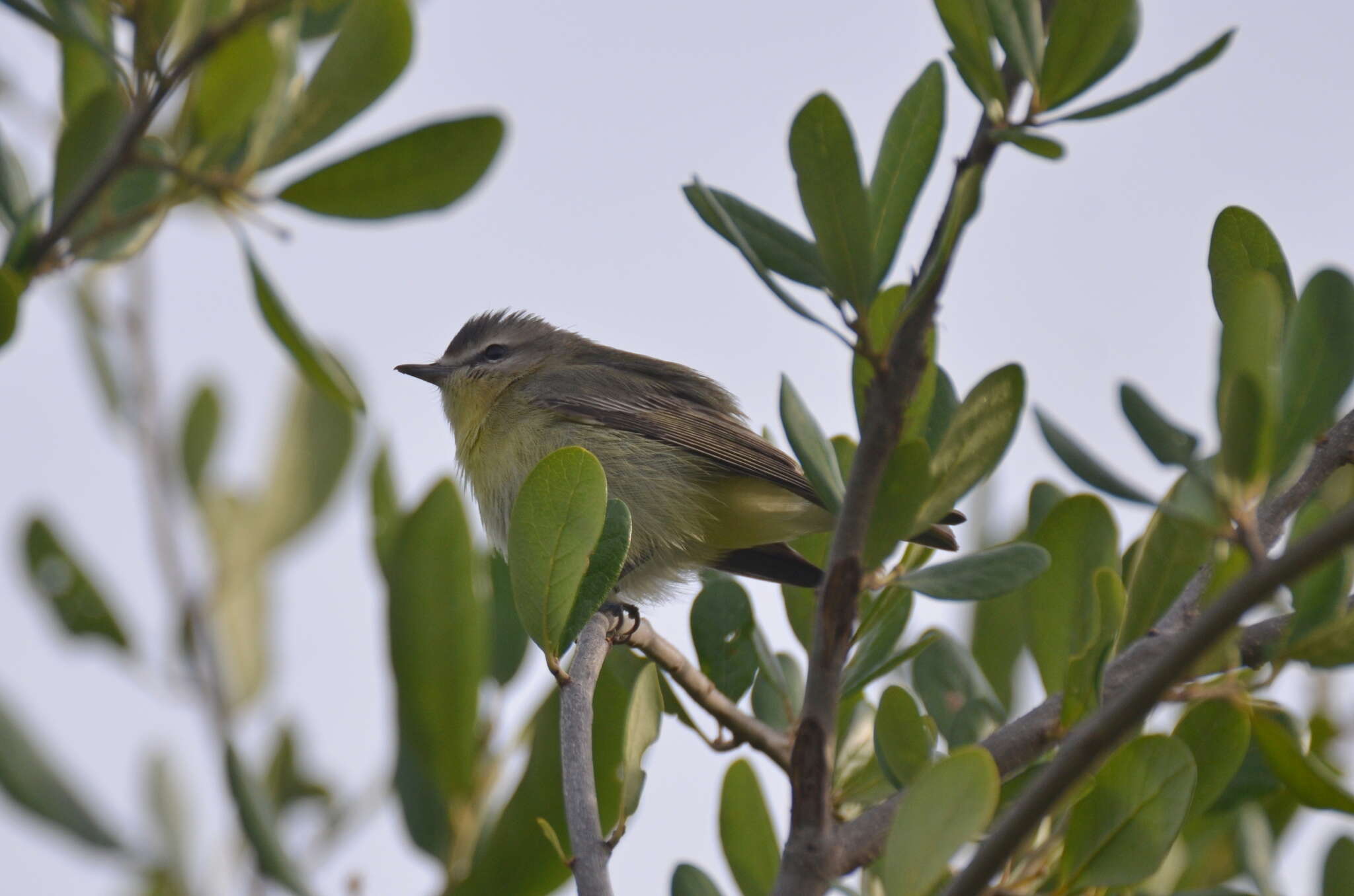 Слика од Vireo philadelphicus (Cassin 1851)