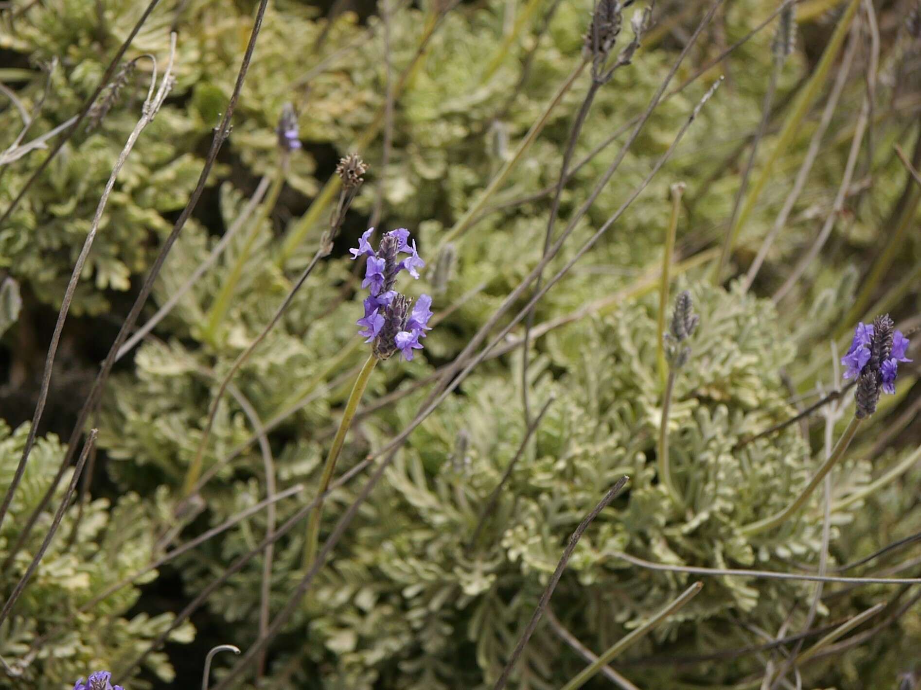 Plancia ëd Lavandula pinnata Lundmark