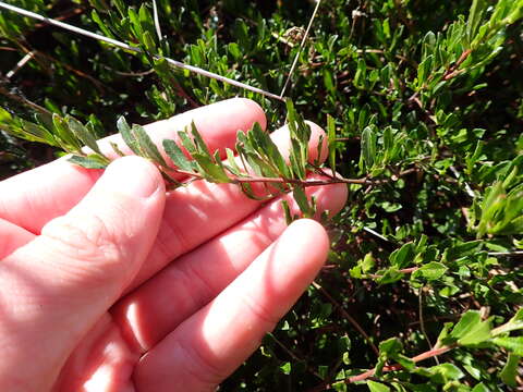 Image de Dodonaea procumbens F. Müll.