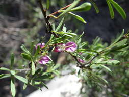 Image de Indigofera denudata Thunb.