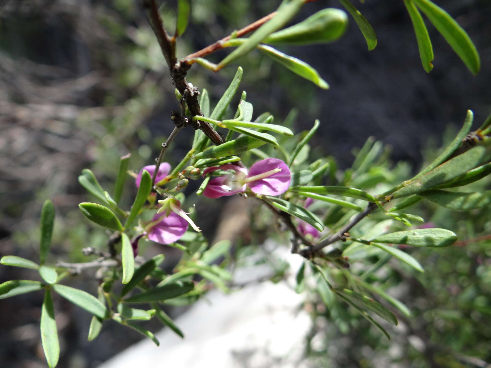 Image of Indigofera denudata Thunb.