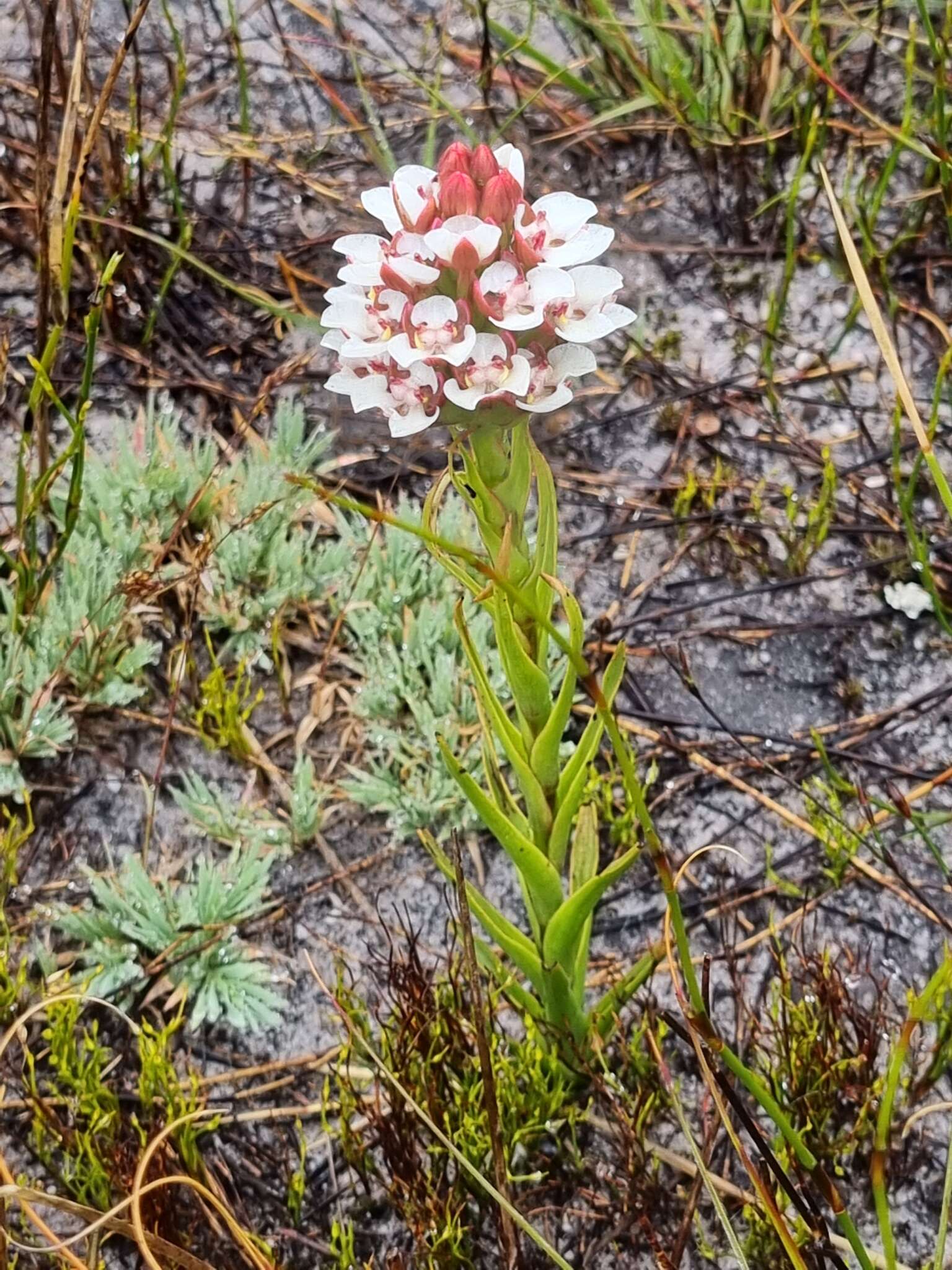 Image of Ceratandra globosa Lindl.