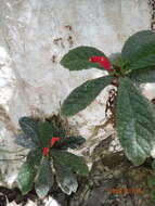 Image of Gesneria acaulis L.