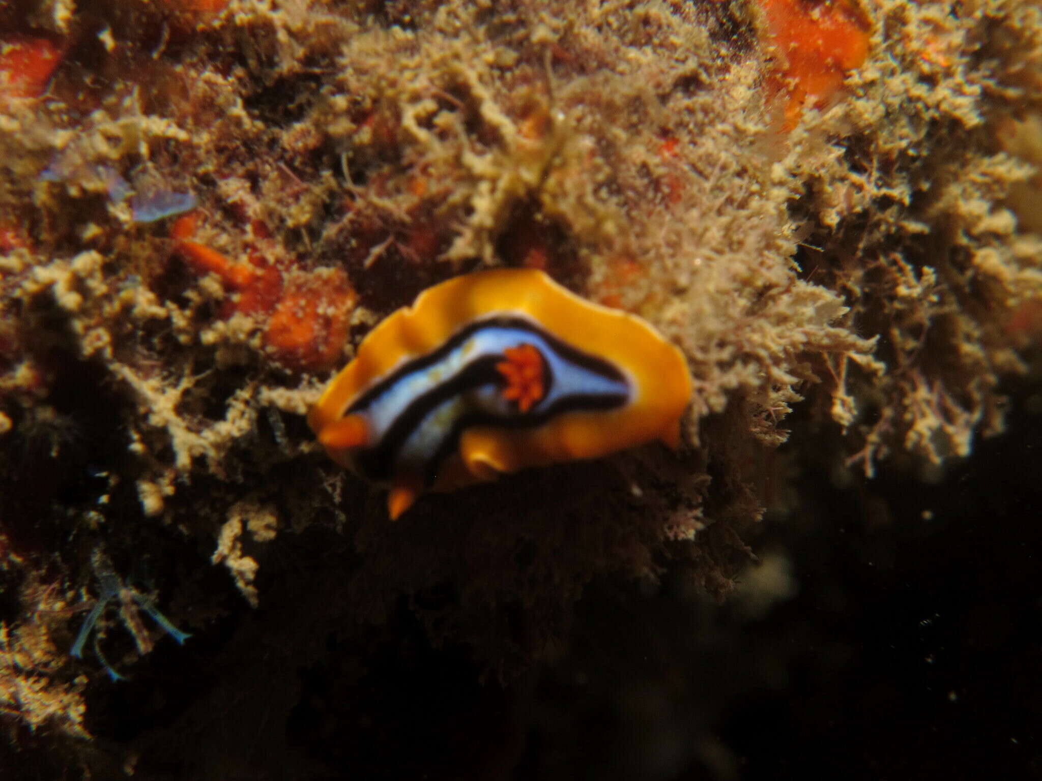 Image de Chromodoris celinae Tibiriçá, Pola, Ortigosa & Cervera 2020