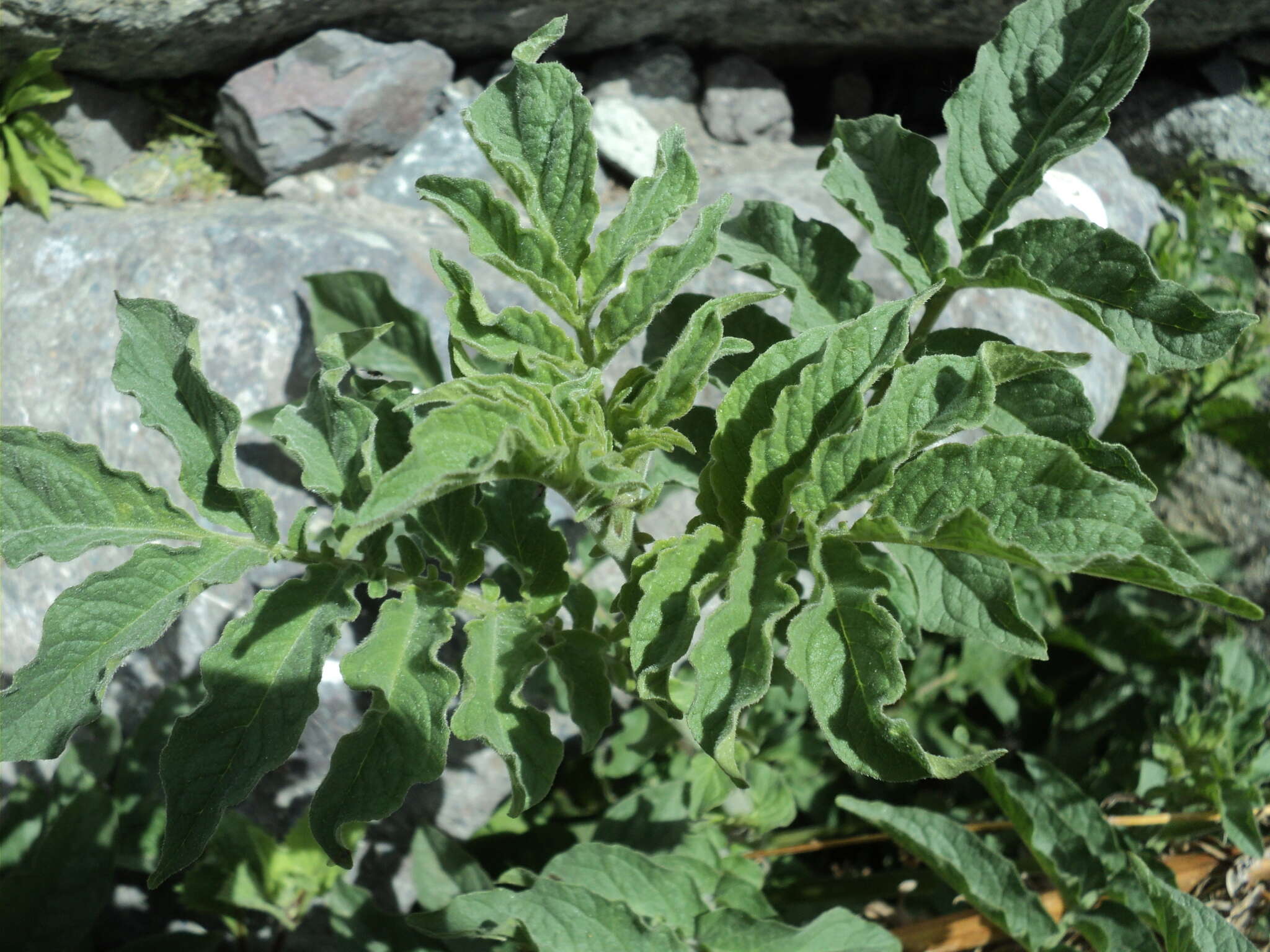 Image of Solanum etuberosum Lindl.