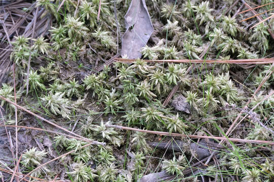 Image of largeleaf sphagnum