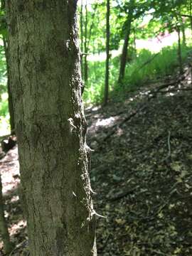 Image of castor aralia