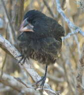 Image of Espanola Cactus Finch