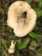 Image of Salmon amanita