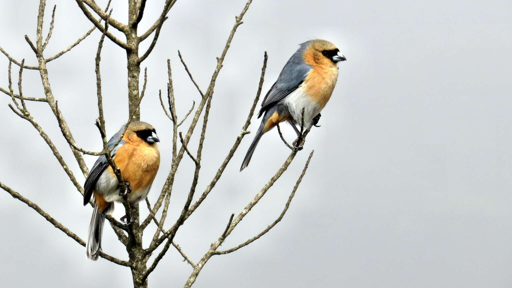 Image of Cinnamon Tanager