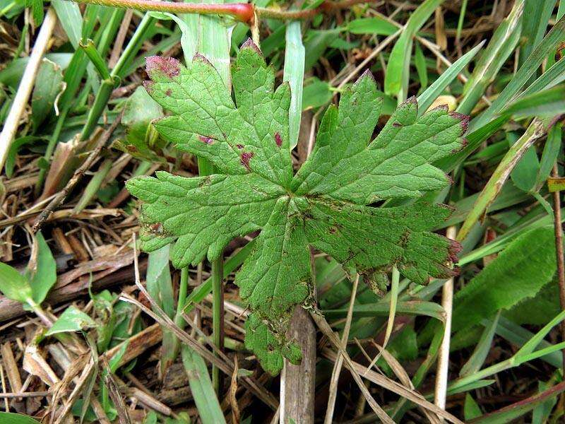 Image of Geranium wakkerstroomianum R. Knuth