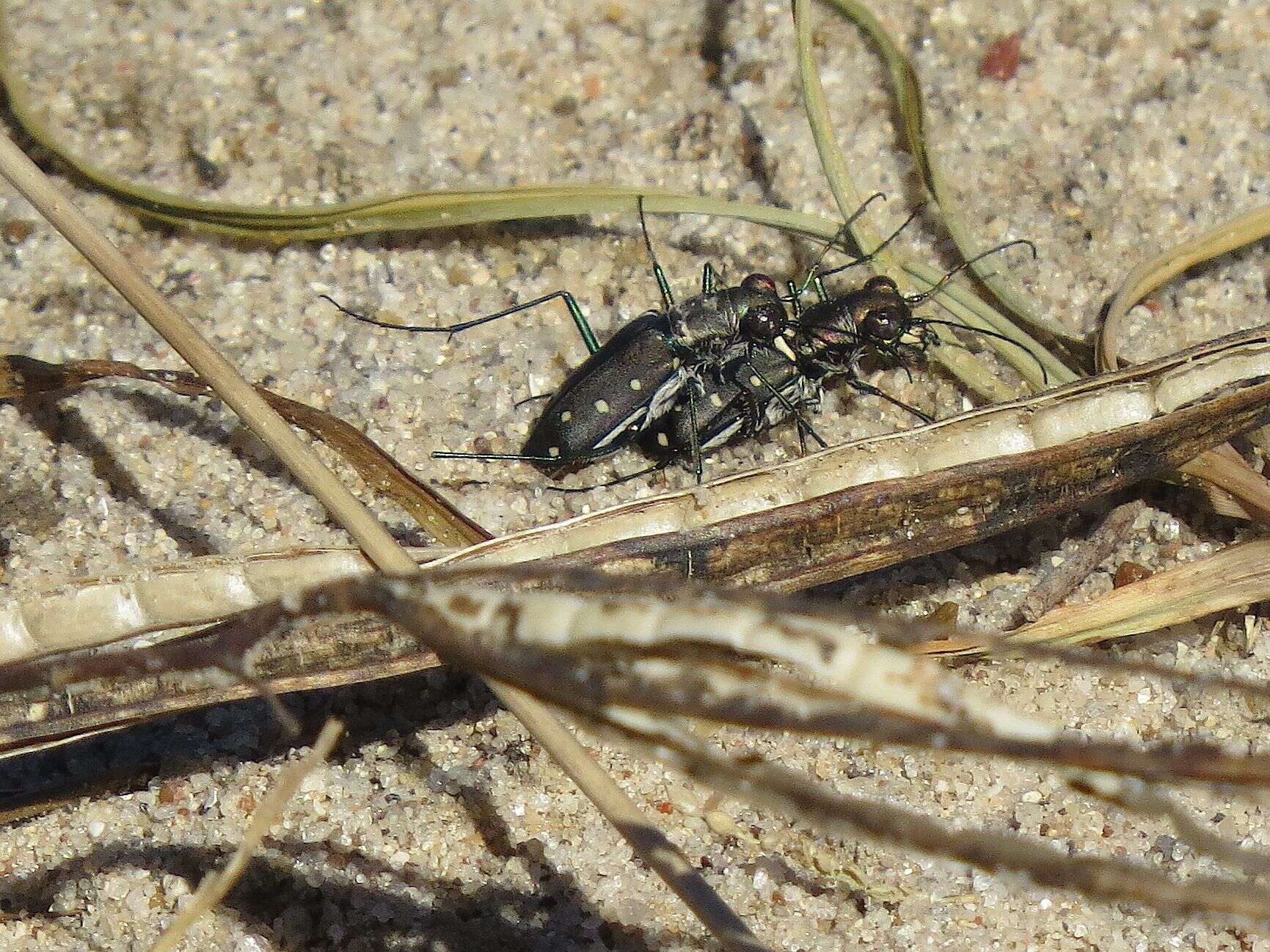 Image of Cicindela (Cicindelidia) ocellata rectilatera Chaudoir 1843