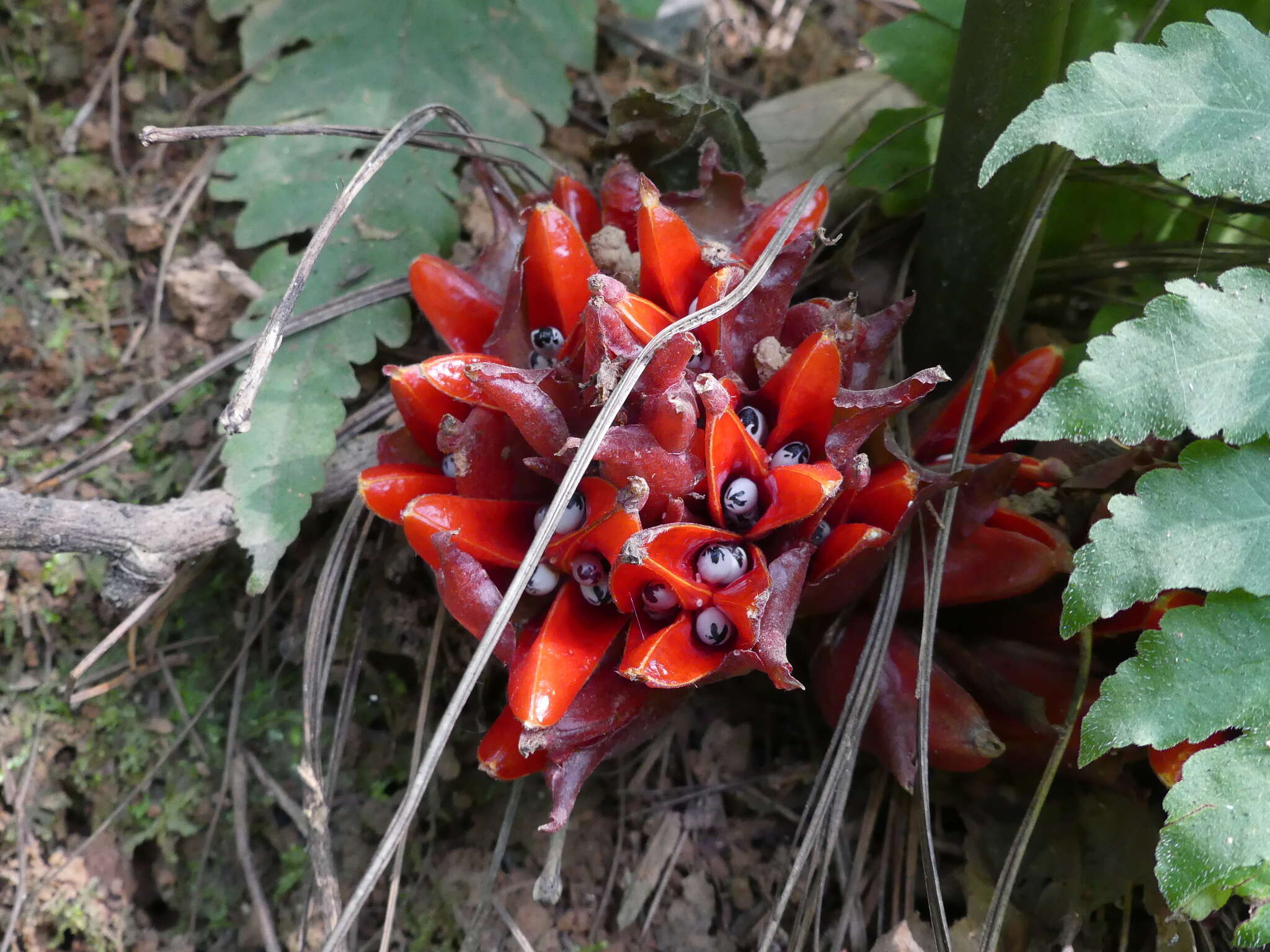 Imagem de Zingiber chrysanthum Roscoe