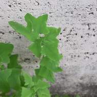 Image of slender sowthistle