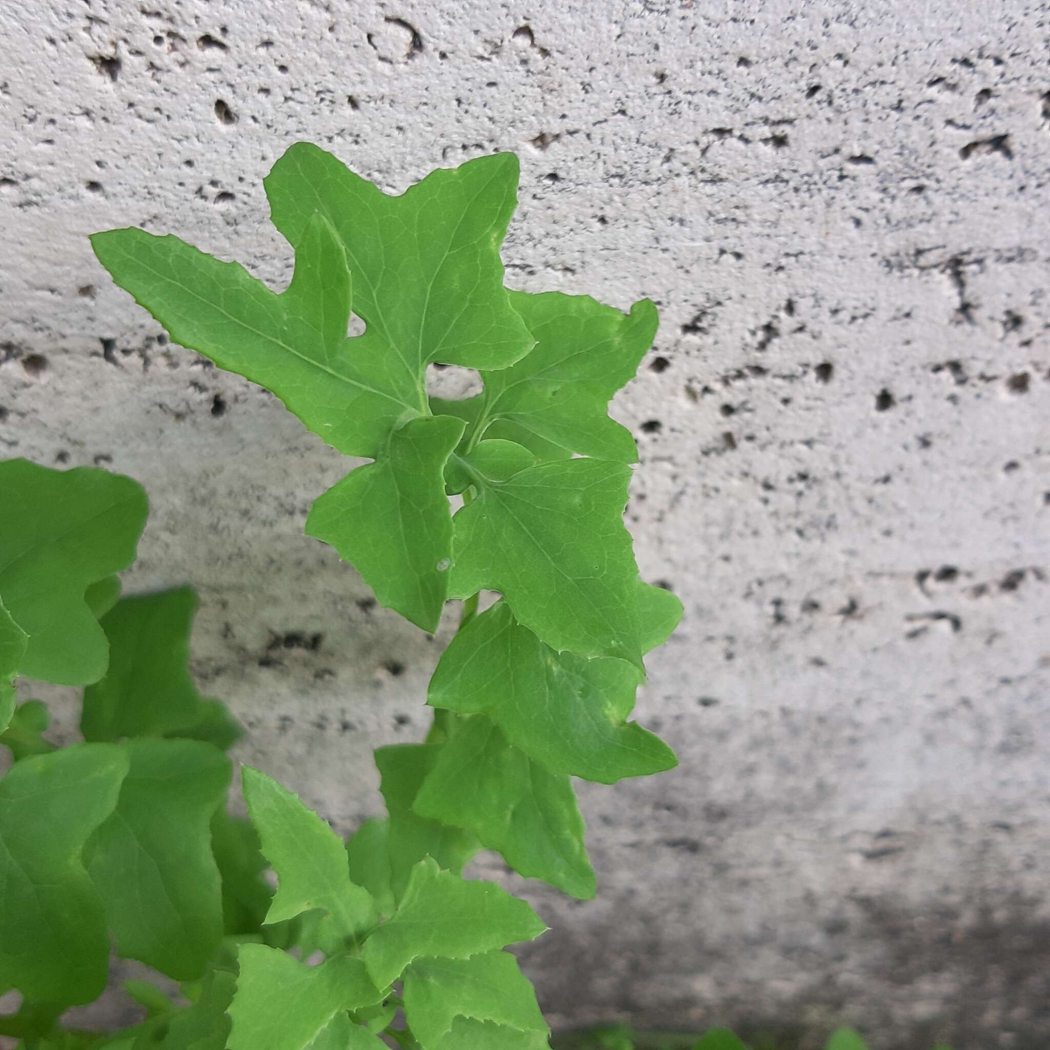 Image of slender sowthistle