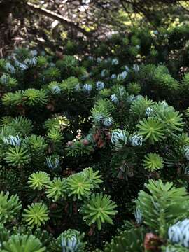 Image of Korean Fir