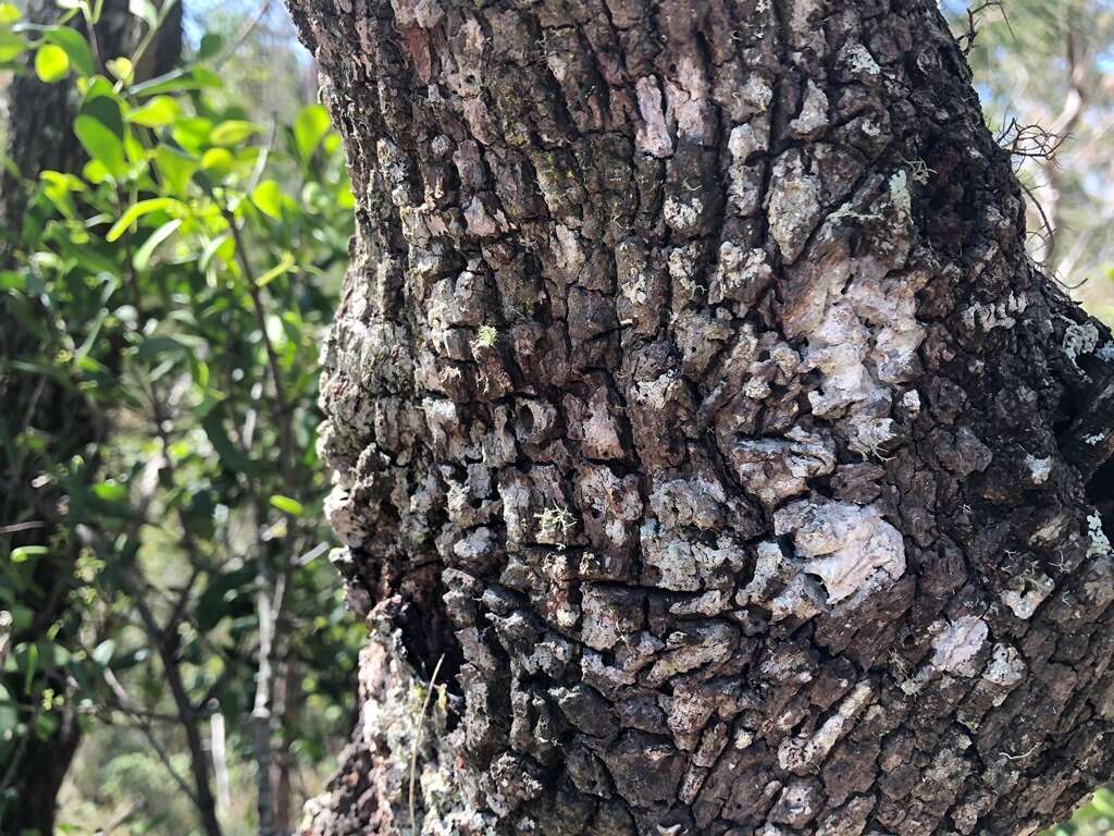 Image of forest-oak