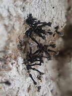 Image of Exophiala calicioides (Fr.) G. Okada & Seifert 2000
