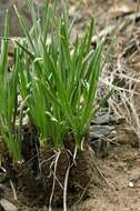 Image of Allium oreoprasum Schrenk