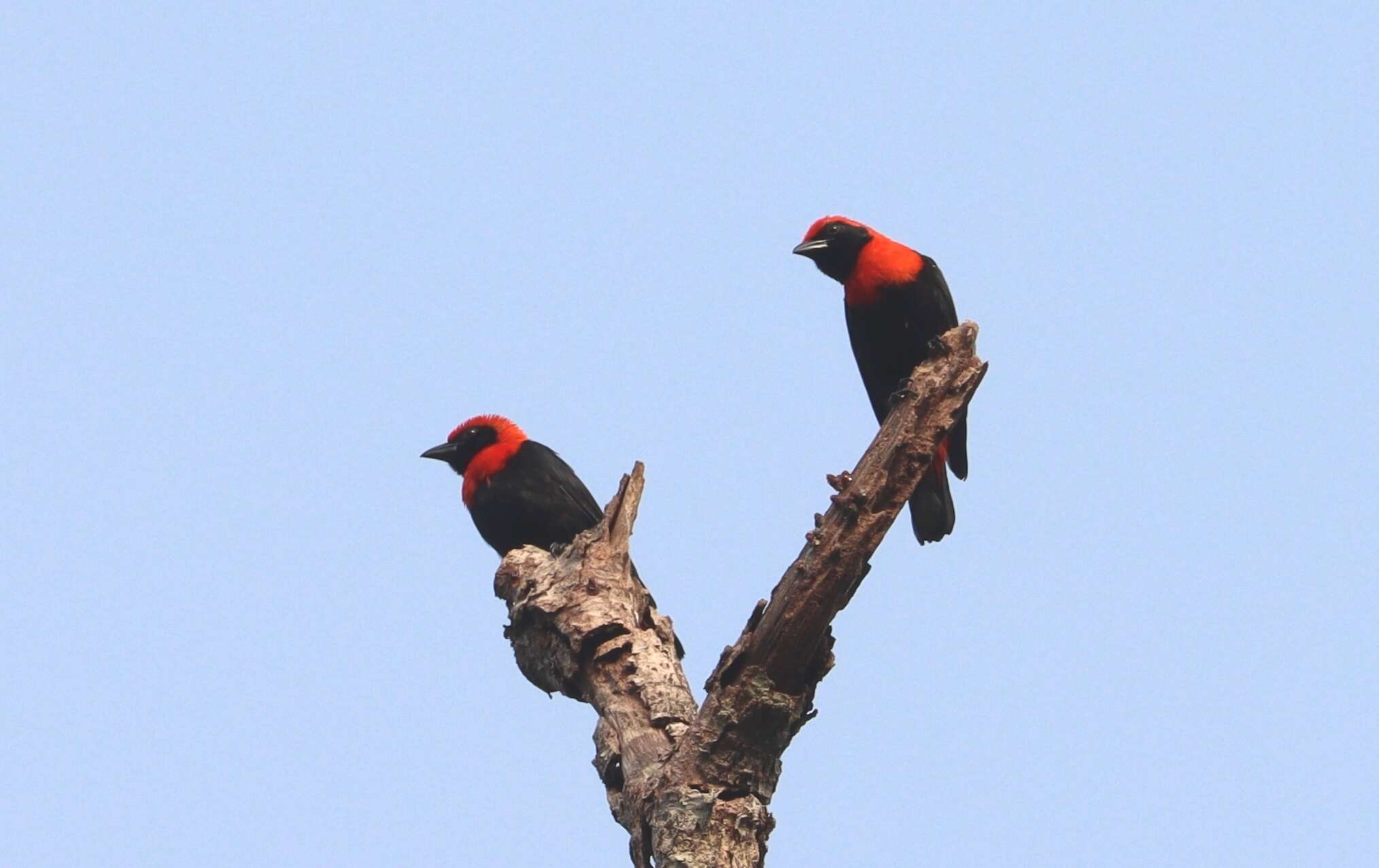 Слика од Malimbus scutatus (Cassin 1849)