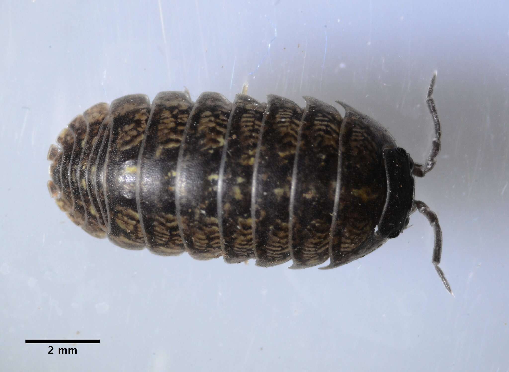 Image of Pill woodlouse