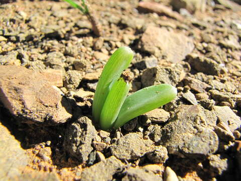 Image of Bulbine succulenta Compton