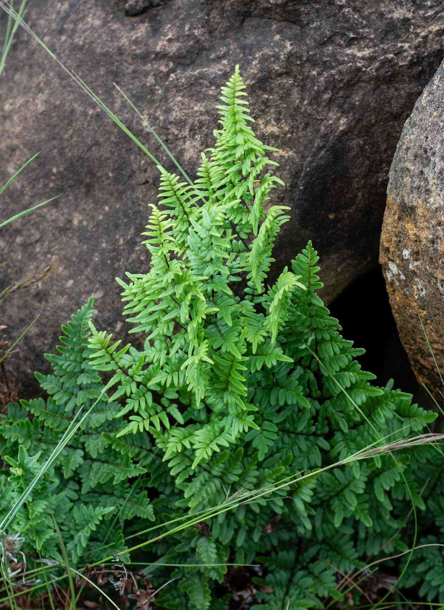 Imagem de Cheilanthes quadripinnata (Forsk.) Kuhn