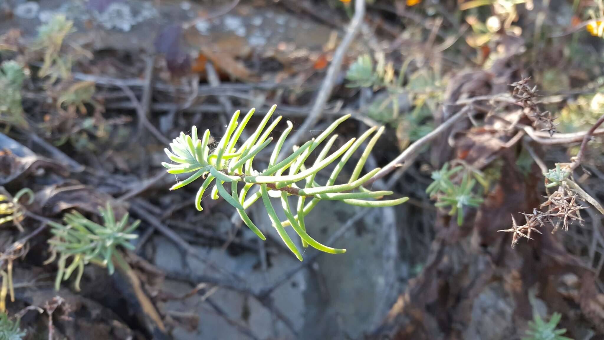 Image of Sedum griseum Praeger