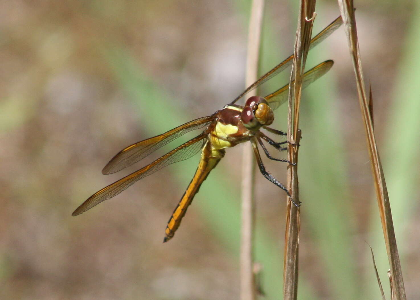 Image de Libellula flavida Rambur 1842