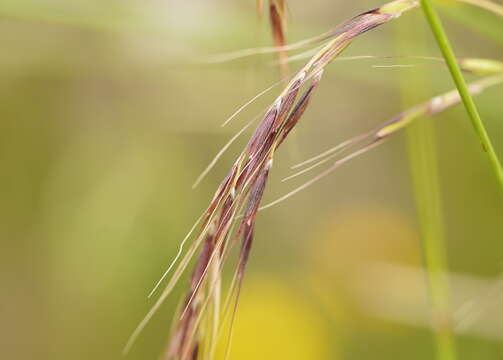 Image of Microlaena stipoides var. stipoides