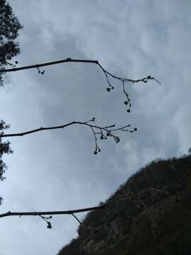 Image of Euphorbia guatemalensis Standl. & Steyerm.