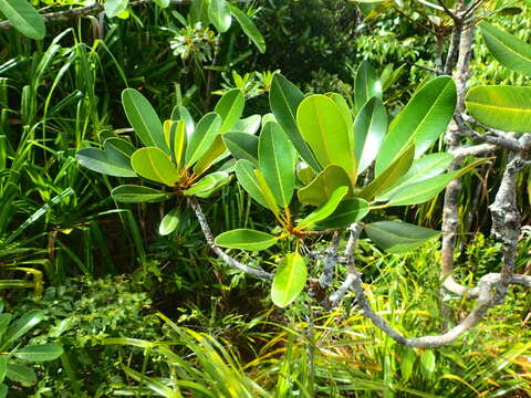 Image of Soulamea terminalioides Baker