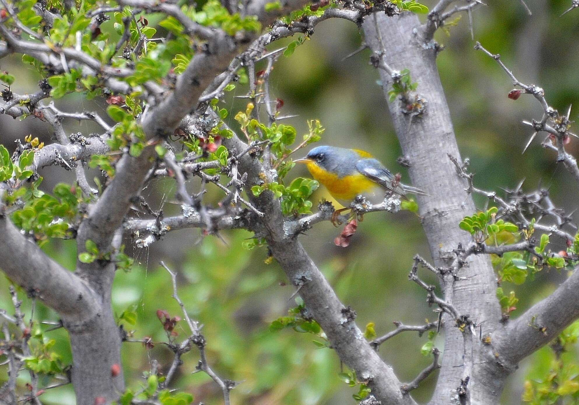 Image of Tropical Parula