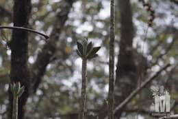 Image of Echeveria waltheri Moran & Meyrán