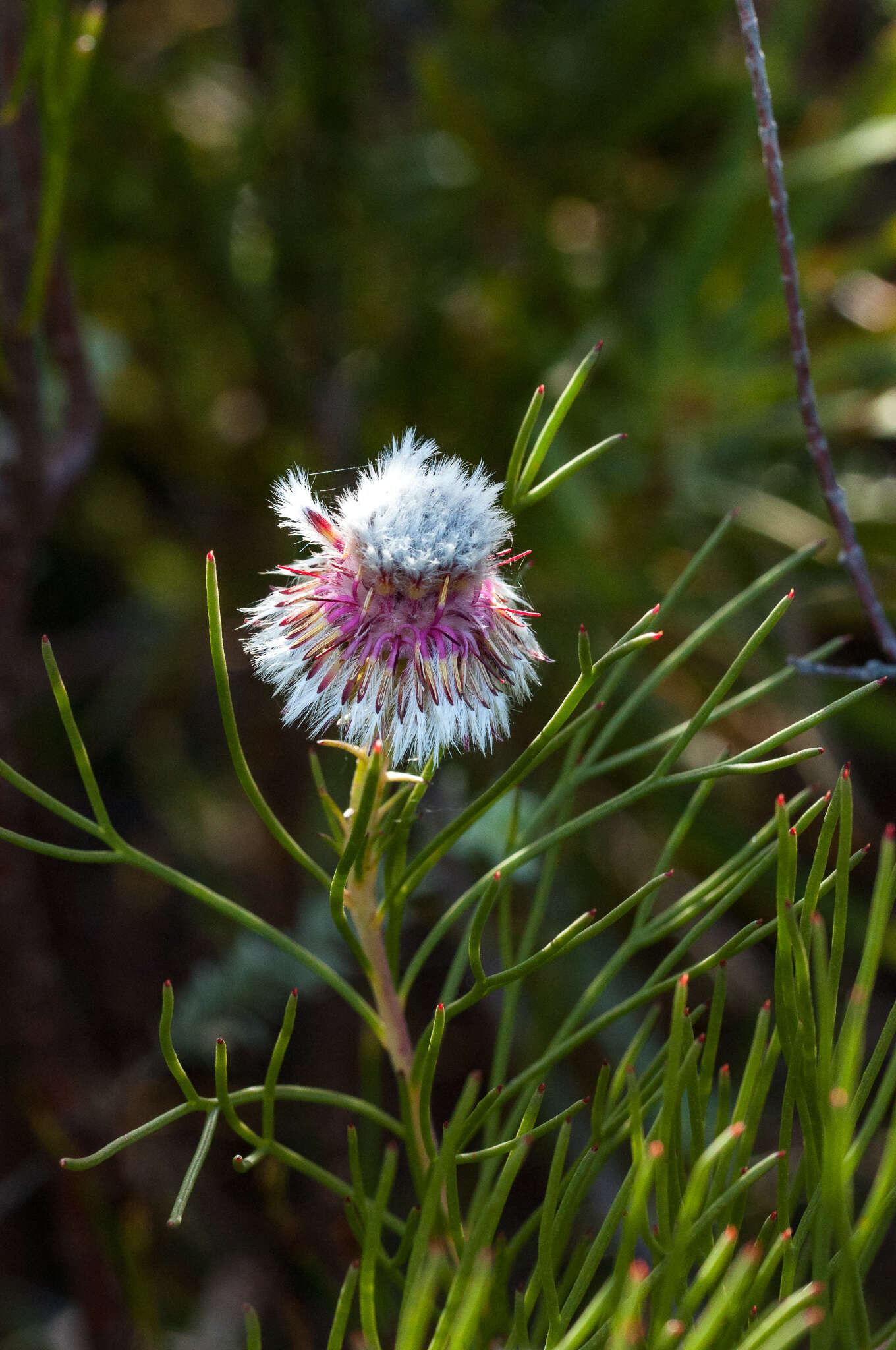 Image of Serruria heterophylla Meissn.