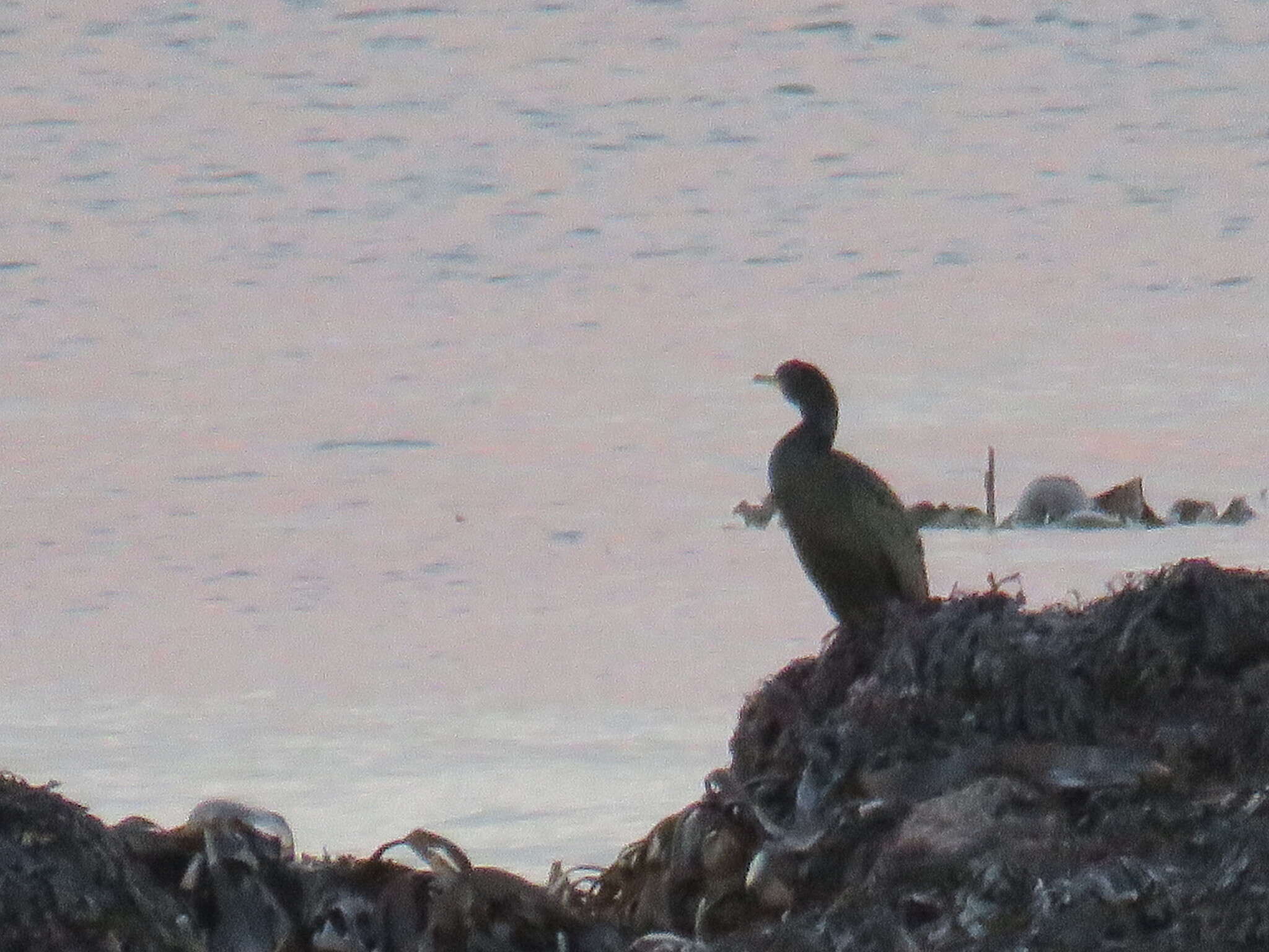 Image of <i>Gulosus aristotelis</i>