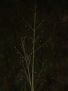 Image of bog muhly