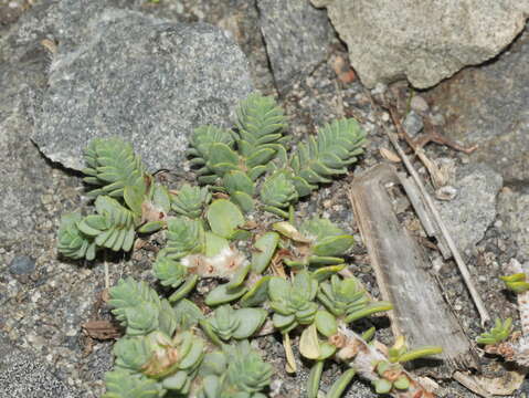 Image of Pimelea prostrata subsp. seismica C. J. Burrows