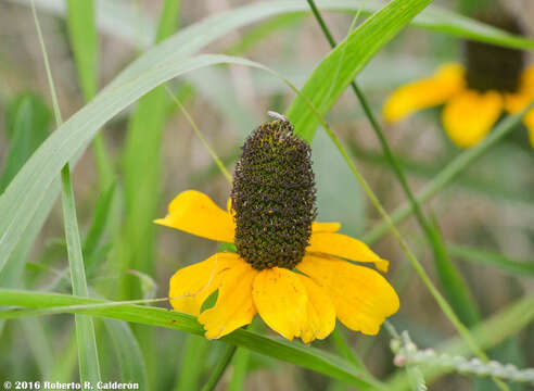 Image of Clasping-Coneflower