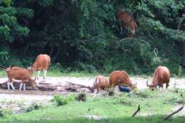 Bos javanicus d'Alton 1823 resmi