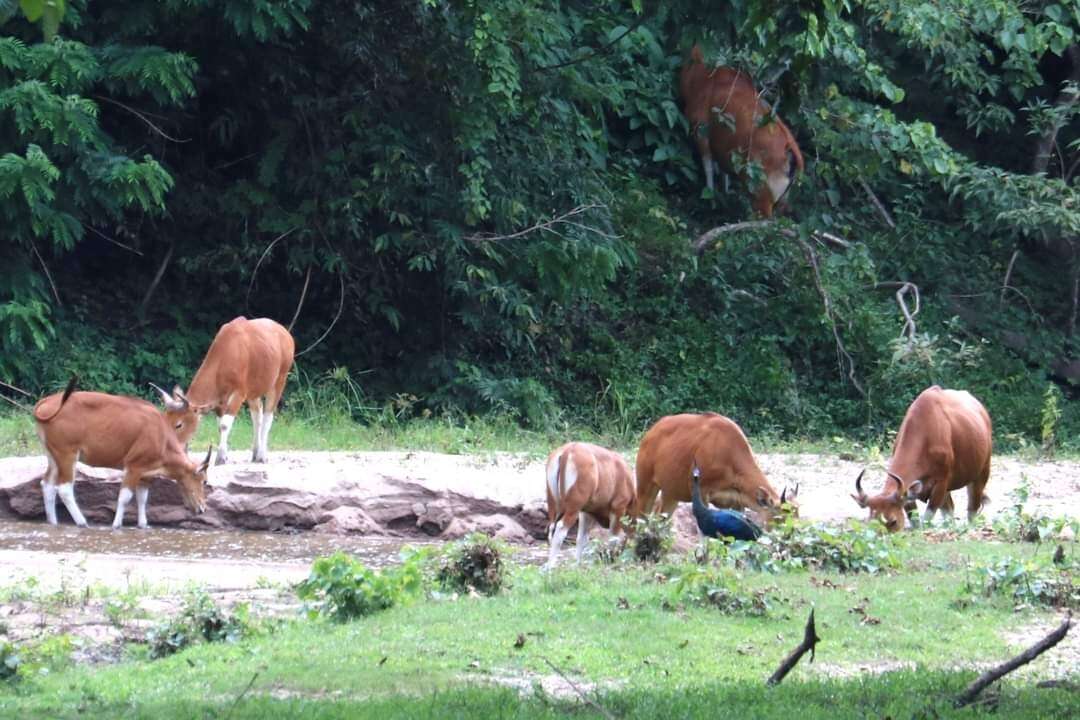 Image of Banteng