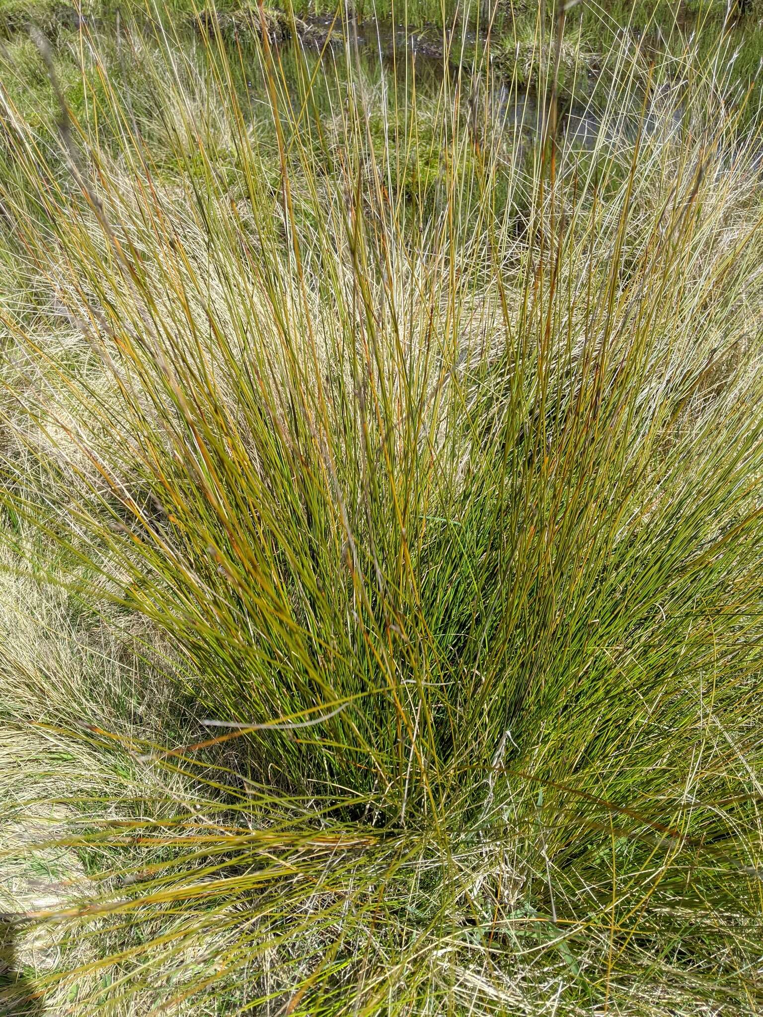 Image of Lepidosperma filiforme Labill.