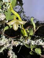 Image de Hofmeisterella eumicroscopica (Rchb. fil.) Rchb. fil.