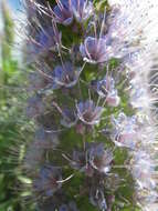 Image of Echium hierrense Webb ex C. Bolle