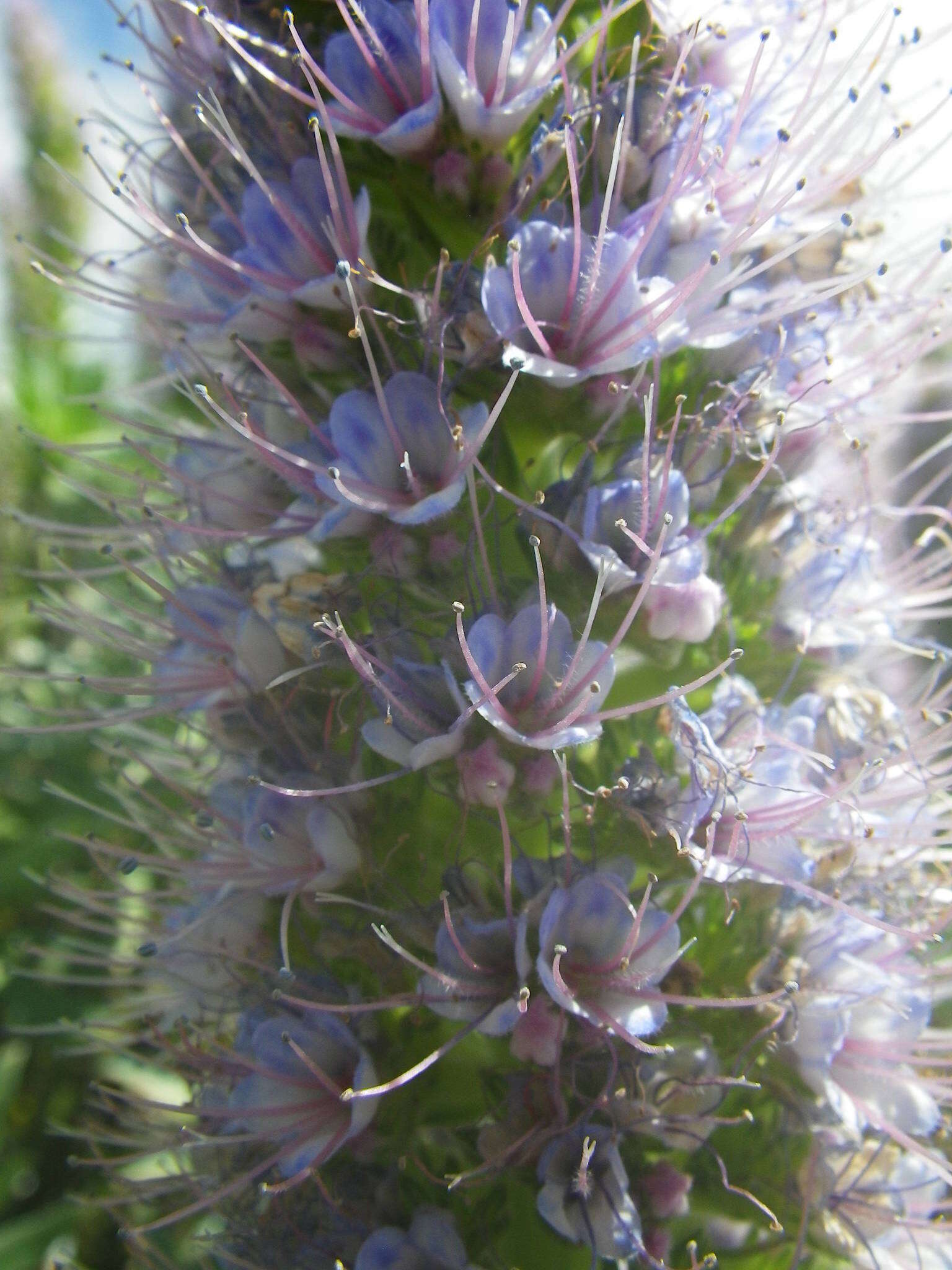 Image of Echium hierrense Webb ex C. Bolle